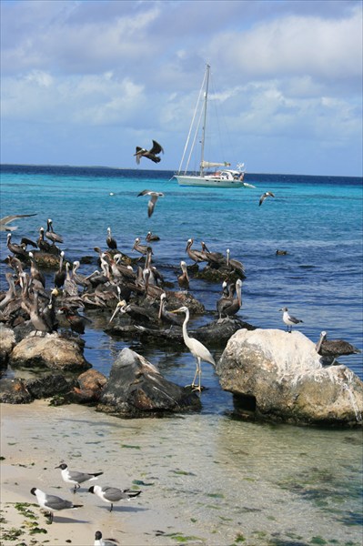 На островах очень много птиц, особенно чаек и серых пеликанов